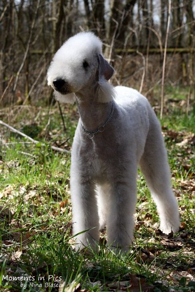 2010-04-02 Airis Blue Volshebny Svet (5).JPG